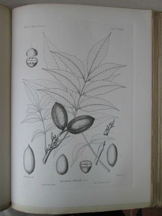 Vintage Print,  Plate 339,  Pecan,  1st Ed,  C1900,  Silva,  Trees