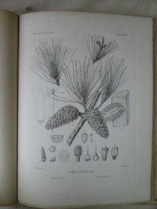 Vintage Print,  Pl 582,  Sand,  Spruce Pine,  Silva,  Trees,  1st Ed.  C1900