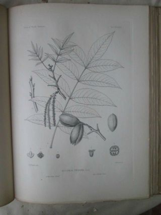 Vintage Print,  Pl.  719,  Bitter Pecan,  Silva,  Trees,  1st Ed.  C1900
