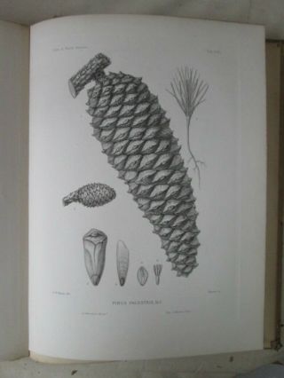 Vintage Print,  Pl 590,  Southern Pine,  Silva,  Trees,  1st Ed.  C1900