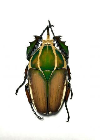 Coleoptera Mecynorrhina Ugandensis,  68mm.  Male Color (breeding) 129