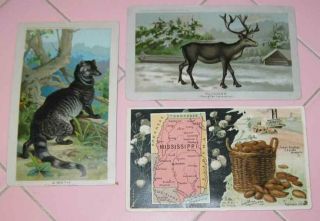1890 Victorian Trade Cards 3 Arbuckle Bros Coffee Company Animal Reindeer Zibeth