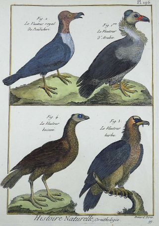 1790 Folio Bonnaterre - Vultures - Fine Hand Colored Engraving