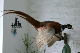 Old Vintage Lovely Pheasant Taxidermy Collectors Papers About 1970