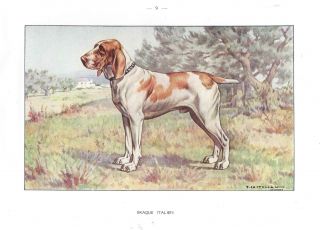 1930 Art Francois Castellan France Dog Watercolor Print Italian Bracco Italiano