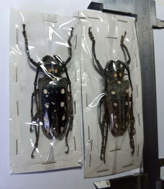 Xlarge Uncommon Cerambycidae : Batocera Sp 1 Pair,  Lombok,  Indonesia