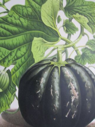 Van Houtte: Garden Flowers Large Print Melon - 1870