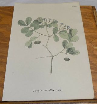 1834 Medicinal Plant Color Print///roughbark,  Or Guajacum Officinale