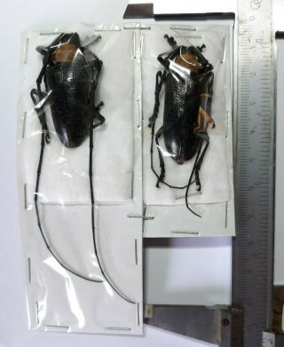 Uncommon Cerambycidae Nemophas Batoceroides 1 Pair,  Timor,  Indonesia