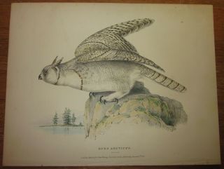 J.  Murray Etc.  " Bubo Arcticus " Owl Fauna Boreali - Americana 1829 - 1837