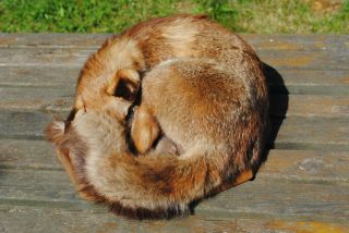 Vintage French European Taxidermy Sleeping Red Fox Wooden Plinth - Very Lifelike