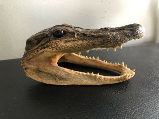 Real Alligator Gator Head Crocodile Taxidermy Skull Approximately 7”