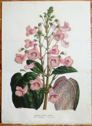 Van Houtte: Garden Flowers Large Print Gesneria Mandirola Naegelia - 1854 (ns)