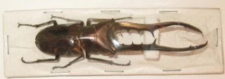 Cyclommatus Metallifer Finae Male 83mm (lucanidae)