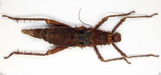 Phasmidae - Stick Insect - Phasmidae Sp (99mm) - Crocker Range,  Sabah (ph99)