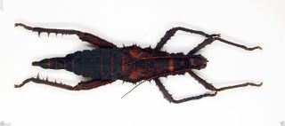 Phasmidae - Stick Insect - Phasmidae Sp (94mm) - Crocker Range,  Sabah (ph94)