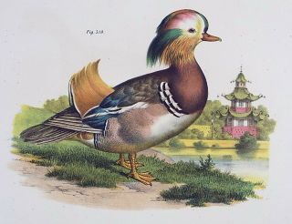 1860 Mandarin Duck Mallard - Fitzinger Fine Folio Lithograph With Hand Finish