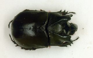 Dynastidae - Horned Beetle - Trichogomphus Robustus (m) - 40mm 42mm - Ne Laos
