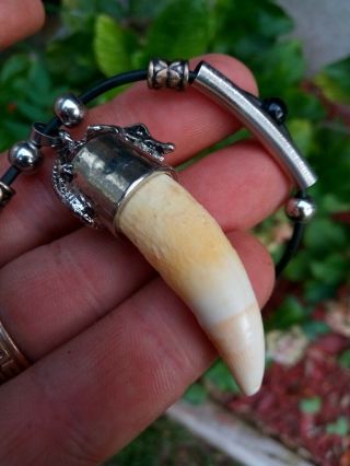 Authenic Large Alligator Tooth Large Alligator Tooth For Jewelry Necklace