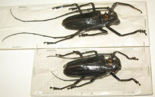 Batocera Bruyni Pair With Male 52mm Female 50mm (cerambycidae)