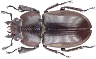 Insect - Lucanidae Odontolabis Invitabilis - N.  Sumatra - Female 24mm.