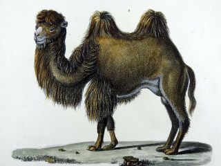 1824 Dromedary Camels - K.  J.  Brodtmann Hand Colored Folio Lithograph
