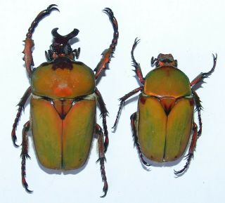 Compsocephalus Dmitriewi,  Pair,  Male A 35 Mm,  Female A 27 Mm