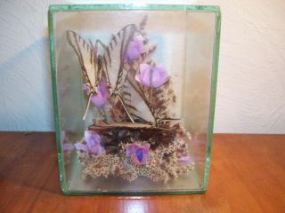 Pair Taxidermy Real Butterfly " Telesilaus " In Glass Display Case 5 " X 4 " X 4 "