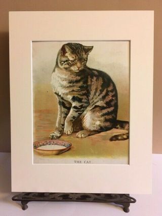 Antique Vintage " Big Animal " Art Print Linen Cat Illustration Matted