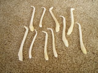 10 Real Badger Baculum Penis Animal Gag Gift Toothpick Mounts Dick Mount