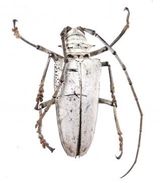 Rosenbergia Vetusta - Cerambycidae 51mm From Lae Province,  Papua Guinea,  Png