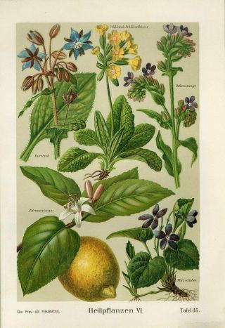 C1900 Medicinal Plants Lemon Fruit Sweet Violet Borage Antique Print Duckelmann