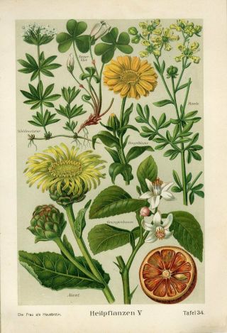 C1900 Medicinal Plants Elecampane Orange Fruit Woodruff Antique Print Duckelmann