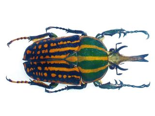 Chelorrhina Romyae Male Huge Xxl Size 66mm,  Cetonidae Cameroon