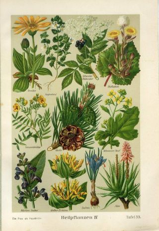 C1900 Medicinal Plants Aloe Saffron Arnica Elderberry Antique Print Duckelmann