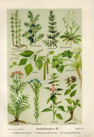 C1900 Medicinal Plants Juniper Berry Rosemary Valerian Antique Print Duckelmann