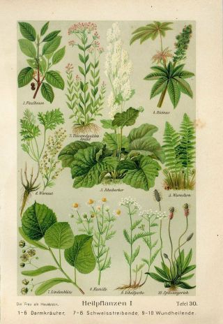 C1900 Medicinal Plant Camomile Castor Oil Plant Alder Buckthron Print Duckelmann