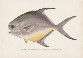Antique Fish Print: Short Pompano Or Permit By Sherman F.  Denton 1907