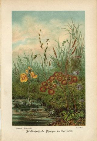 1894 Carnivorous Insect Eater Plants Antique Chromolithograph Print R.  Bommeli