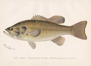 Antique Fish Print: The Largemouth Black Bass By S.  F.  Denton 1896