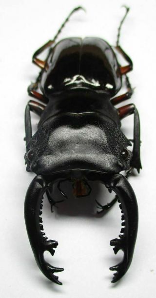 007 Pa : Lucanidae: Odontolabis Imperialis Komorii Male 65.  5mm