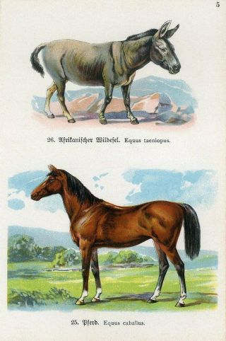 C1900 Horse - African Wild Ass Antique Lithograph Print Schroever