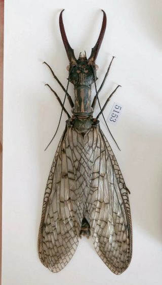 Acanthacorydalis Orientalis A2 125mm From Yuexi Anhui China No.  5153