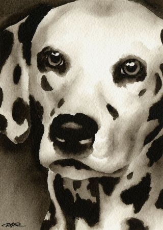 Dalmatian Note Cards By Watercolor Artist Dj Rogers