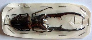Cyclommatus Metallifer Metallifer 83mm - Unmounted Beetle