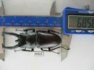 44415.  Lucanidae: Weinreichius Perroti.  Vietnam South.  68mm
