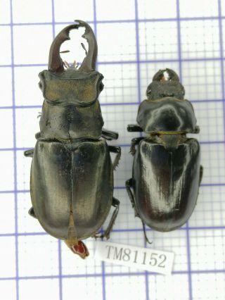 Lucanidae Tm81152 Lucanus Choui 47/38mm Tibet