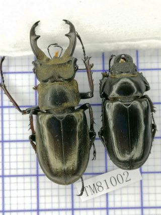 Lucanidae Tm81002 Lucanus Choui 47/33mm Tibet