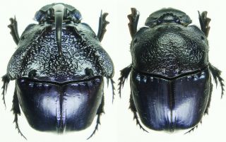 Insect - Scarabaeidae Phanaeus Quadridens - Mexico - X - Large Pair 24mm,  / -.