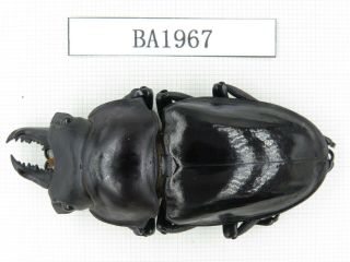 Beetle.  Neolucanus Sp.  China,  Se Of Yunnan,  Jinping County.  1m.  Ba1967.